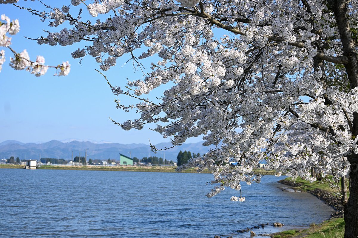 今シーズンの桜もきれいに咲き、町内は見頃の時期をほぼ終えました🌸

アルカディア公園と西馬音内川沿いの桜の様子を、町ホームページ「ふるさとだより」に掲載しています📷✨

アルカディア公園はこちら🌳
town.ugo.lg.jp/home/index.htm…

西馬音内はこちら🚴
town.ugo.lg.jp/home/index.htm…

ぜひご覧ください😊