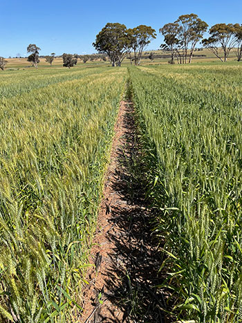 GRDC tweet media
