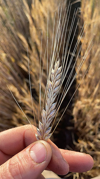 GRDC tweet media