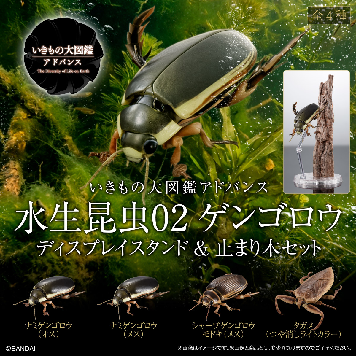 いきもの大図鑑アドバンス 水生昆虫02 ゲンゴロウ ディスプレイ