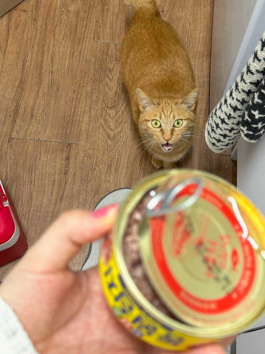 치즈냥 임나리 tweet media