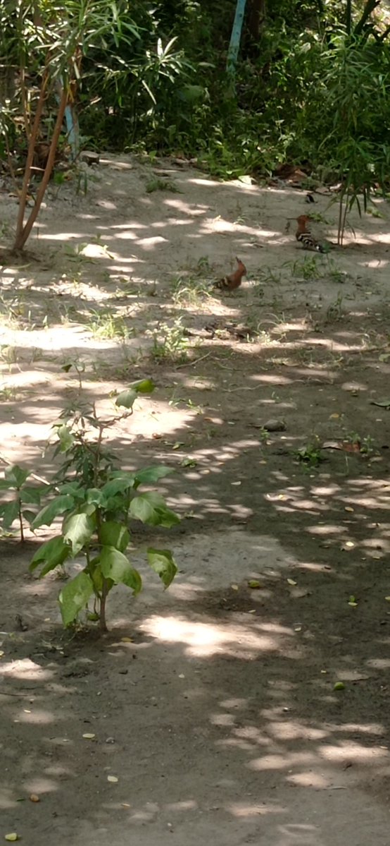 Kajal Singh (Kaju) tweet media