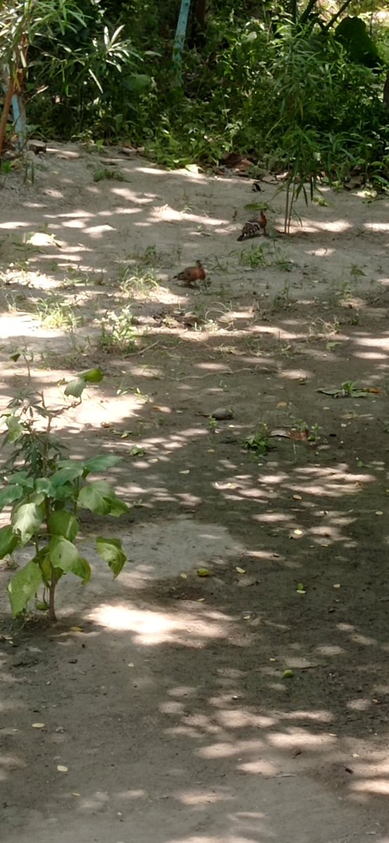 Kajal Singh (Kaju) tweet media