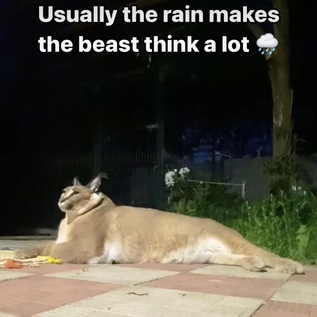 MDE 🇦🇺 tweet media