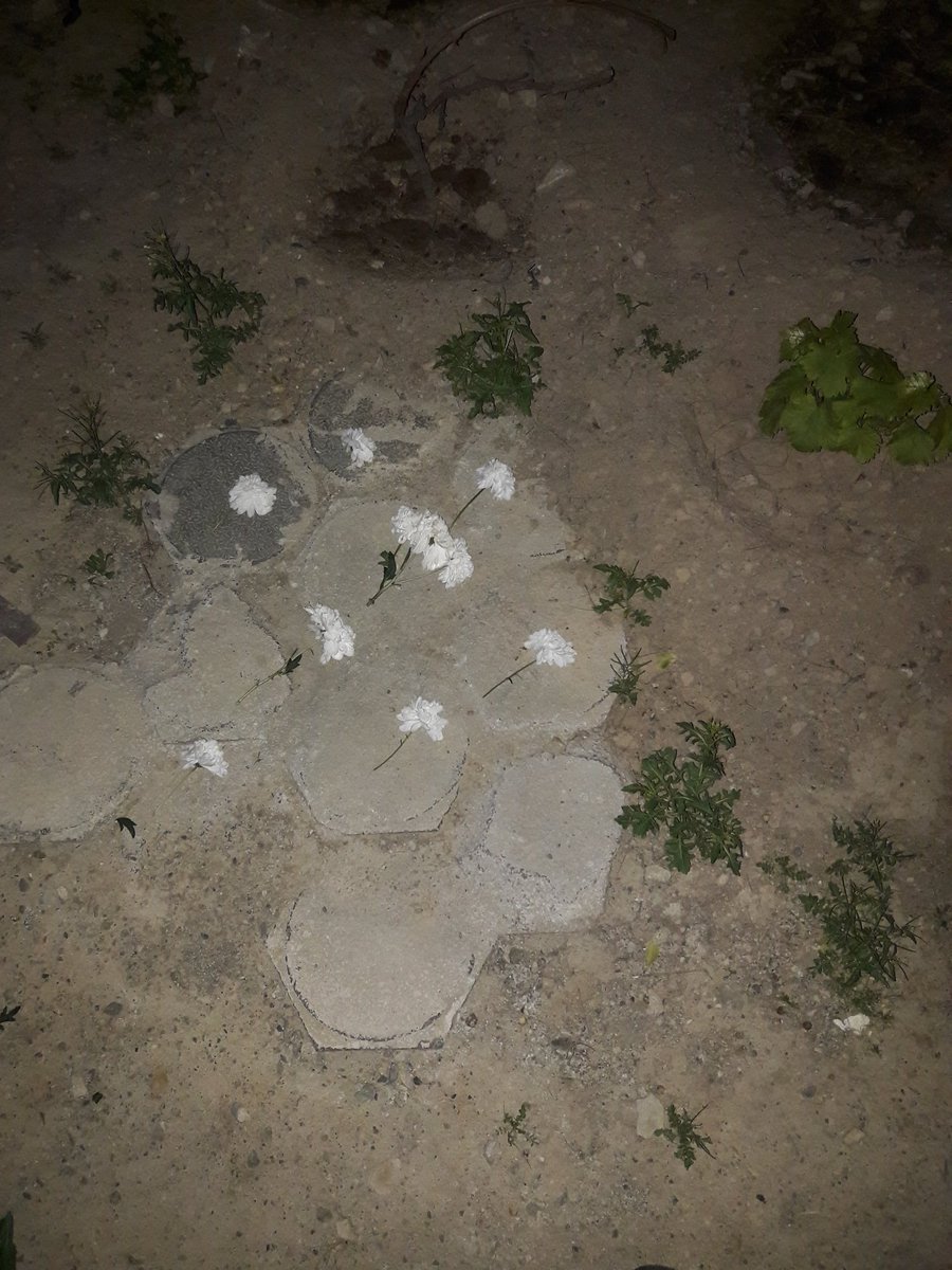 Last Samurai tweet media