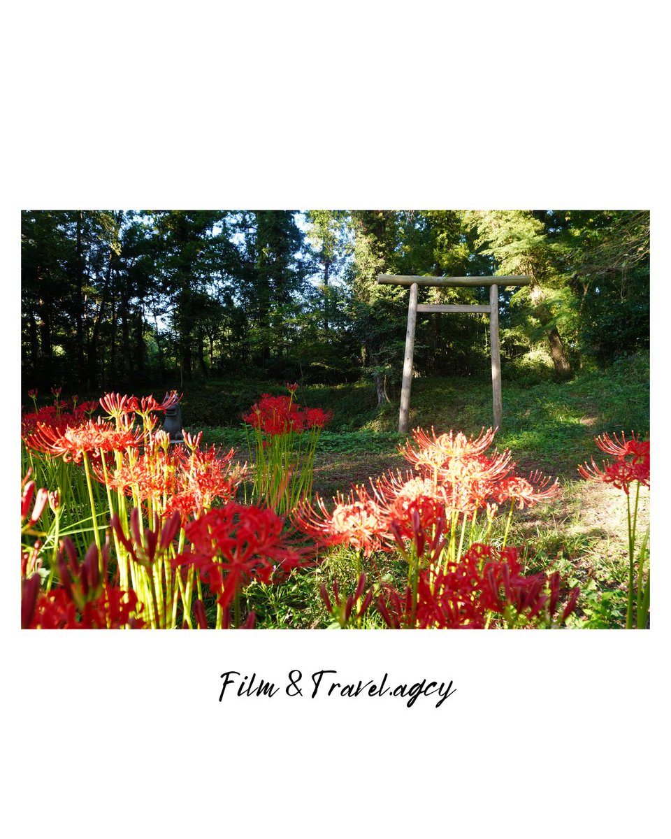 film&travel.agcy. 5/24㈰高崎自然の森 tweet media