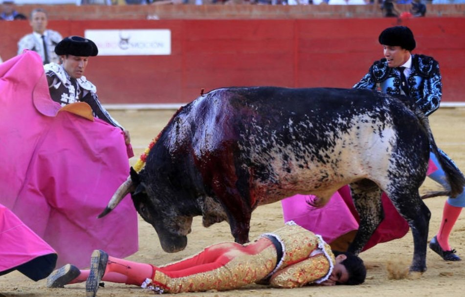 OfficialTozzi's tweet photo. Ogni tanto accade che un toro uccida un torero. Dico subito che non ne provo alcun piacere, ma le vite spezzate di migliaia di tori per divertimento sono una vergogna per i sapiens. Tradizioni da cancellare. https://t.co/blHUc3Vp0c