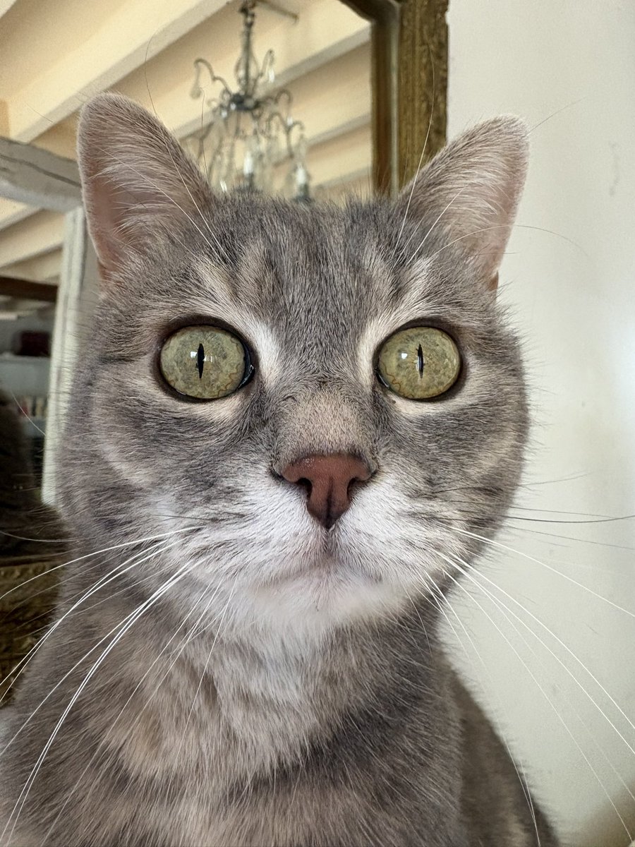 7iliCat's tweet photo. Hello

My cat friends 😺 https://t.co/sgE1VNNWxE