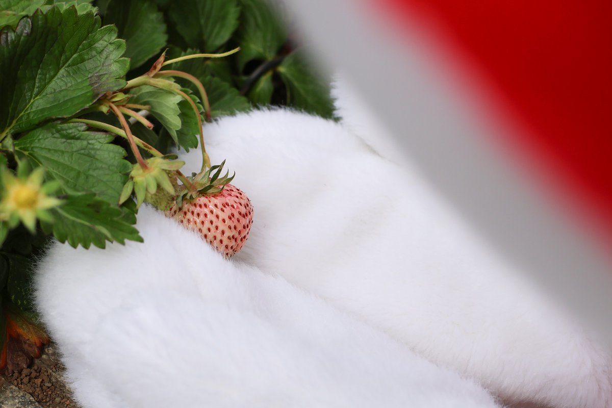 海老名市えび~にゃ🍓【公式】 tweet media