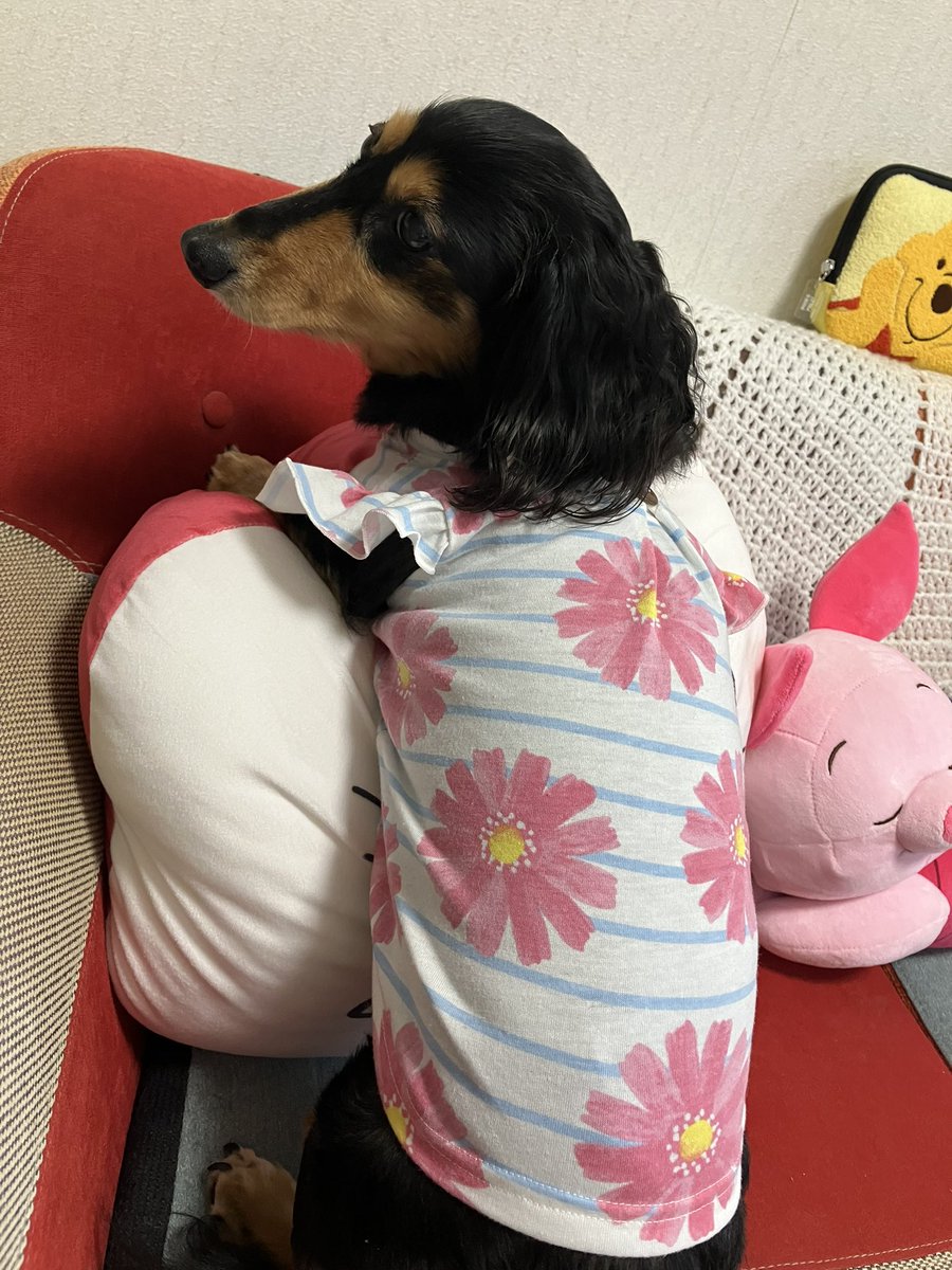 かりんとフェル tweet media