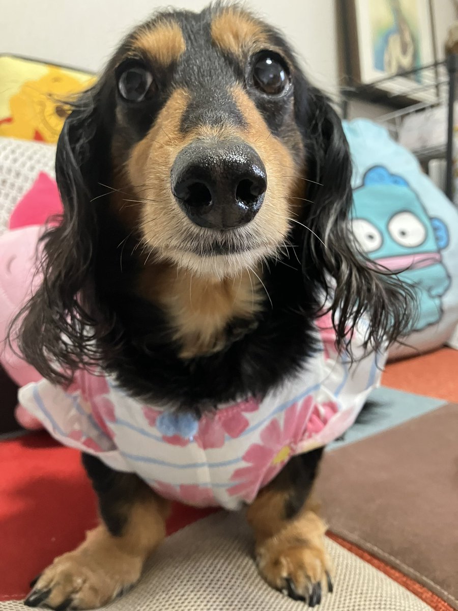 かりんとフェル tweet media