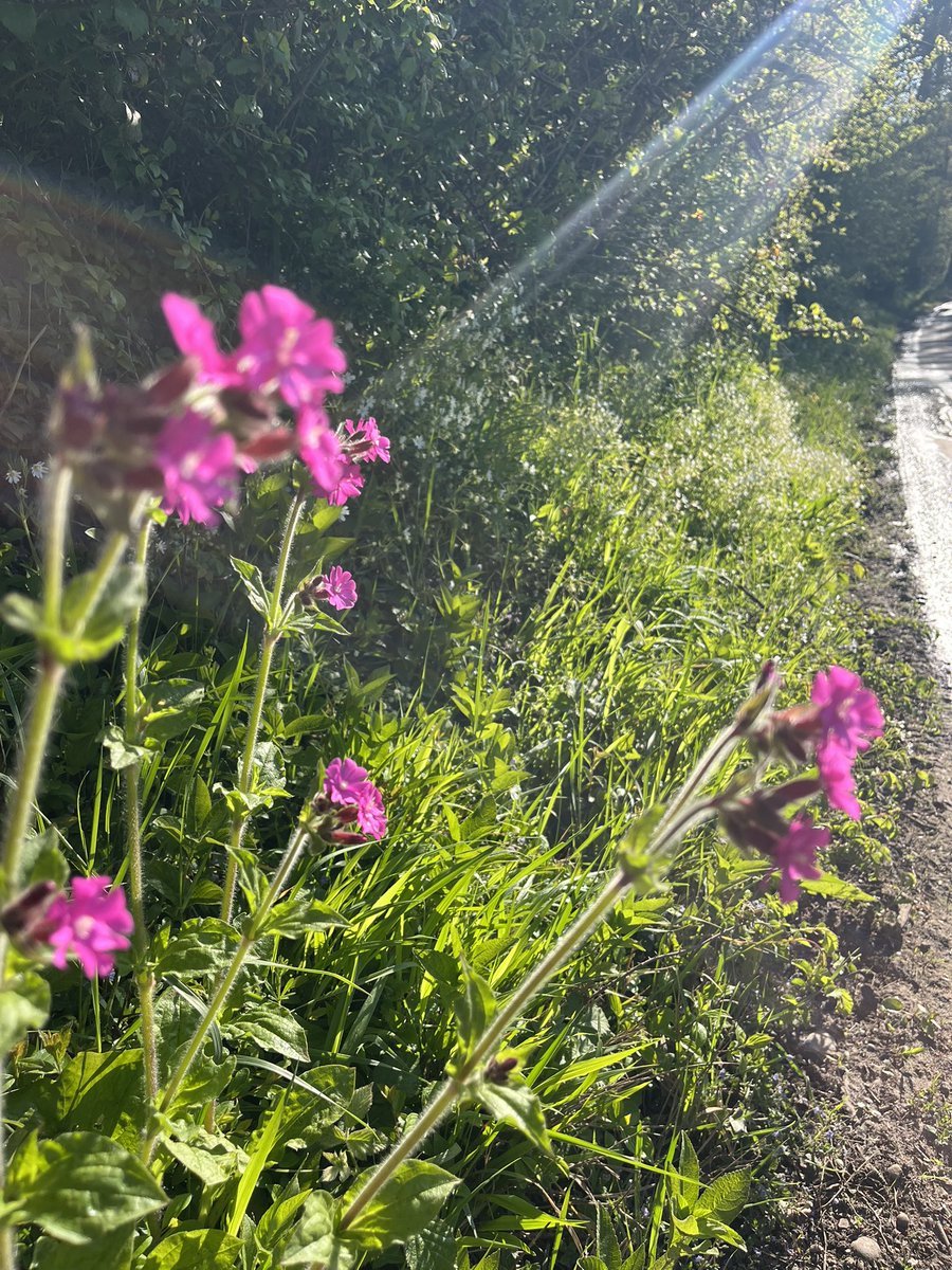 Rosie P 🦇 🦎 🕷️ 🦭 🐌 🍃🌳🚲💧 tweet media