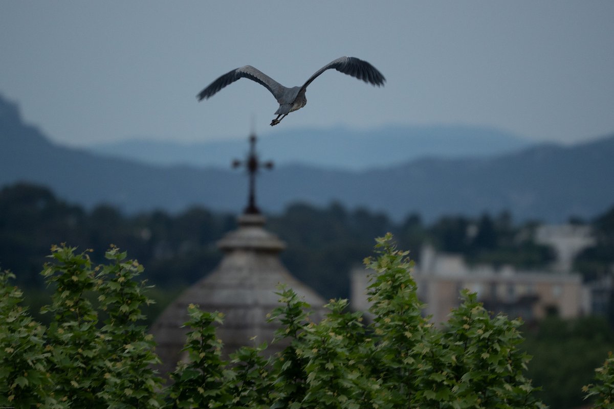 davidhutinphoto's tweet image. On croise un héron dans le bassin du Peyrou à Montpellier.

#photographe #photography #cityscape #nature #oiseaux #birds