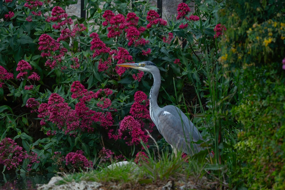 davidhutinphoto's tweet image. On croise un héron dans le bassin du Peyrou à Montpellier.

#photographe #photography #cityscape #nature #oiseaux #birds