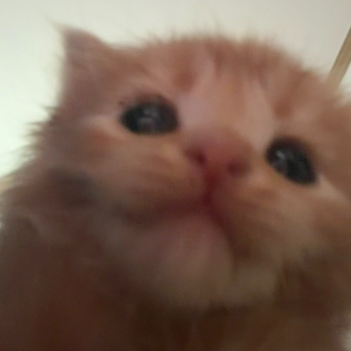 อาย่าควอง tweet media