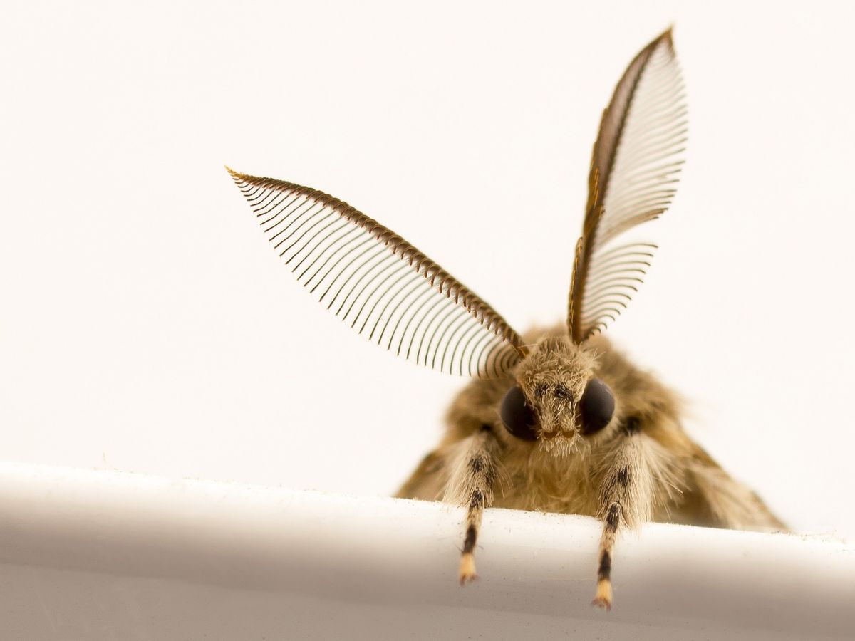 evil moth tweet media