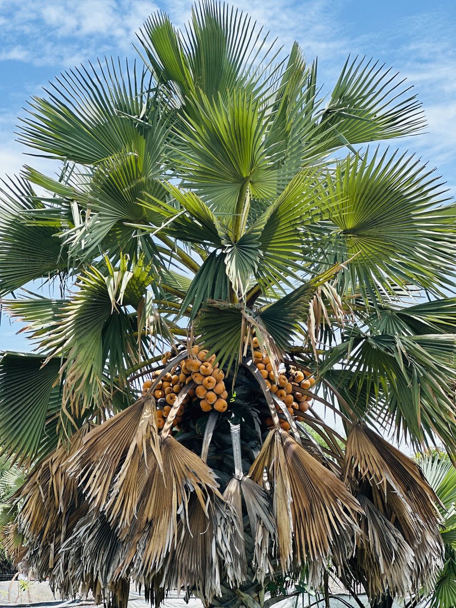 🥀Rhodah Michael🥀 tweet media