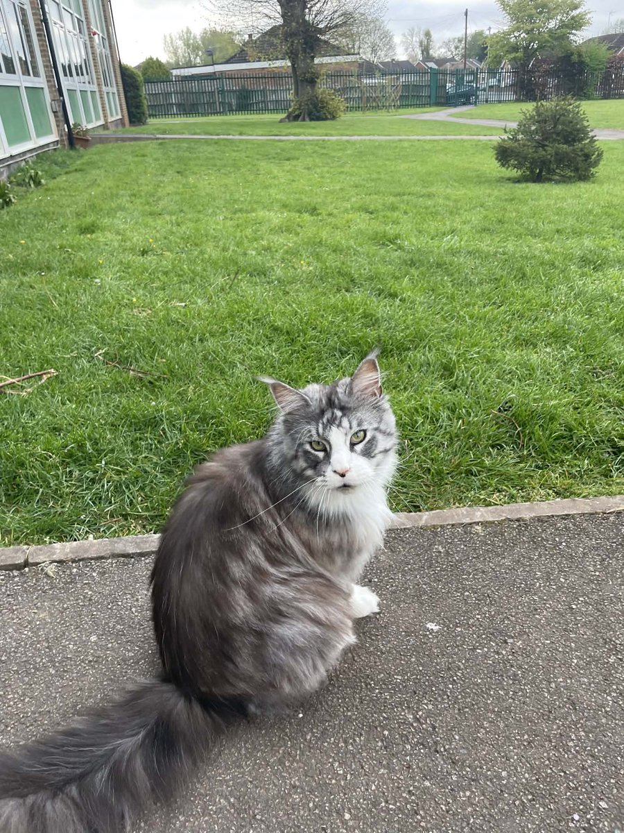 OutwoodsCat's tweet image. Come on caretaker, let’s get those gates opened so I can welcome the little people into school. We’ve got a busy day ahead.
#cats #CatsOfTwitter #Hedgewatch