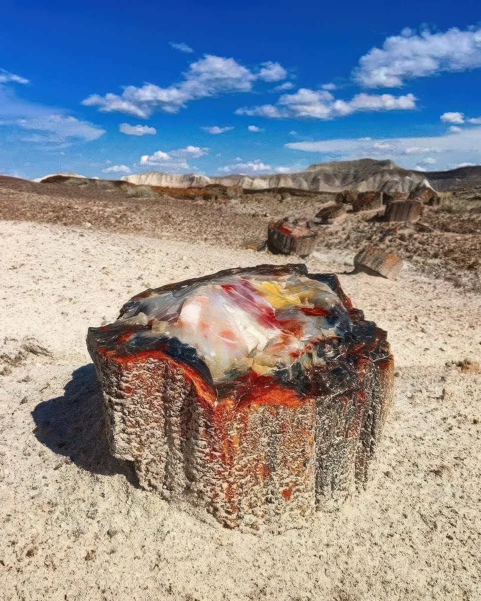 0000000mahmoud's tweet image. This petrified tree trunk in Arizona is 225 million years old. Buried under volcanic ash, the wood was gradually replaced by opal and silica over millions of years—turning timber into stone. Petrified Forest National Park, USA.
#PetrifiedForest #Geology #NaturalWonders