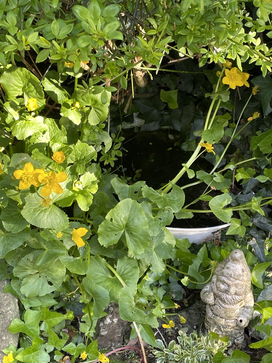 helen21206699's tweet image. Good morning from my little #wildlife #pond in my little #cottage #garden marsh #marigolds