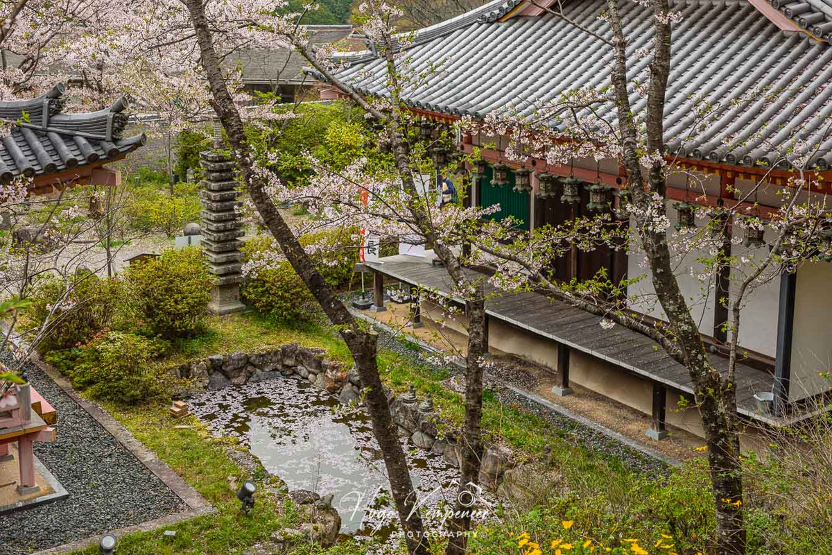 kyotodreamtrips's tweet image. Nara’s Hidden Gem: Tsubosaka-dera during the Sakura season.
#cherryblossom #sakura #花見 #festival #japantravel #tsubosakadera #壷阪寺 #buddhism #tsubosakatemple #壷阪寺 #springinjapan