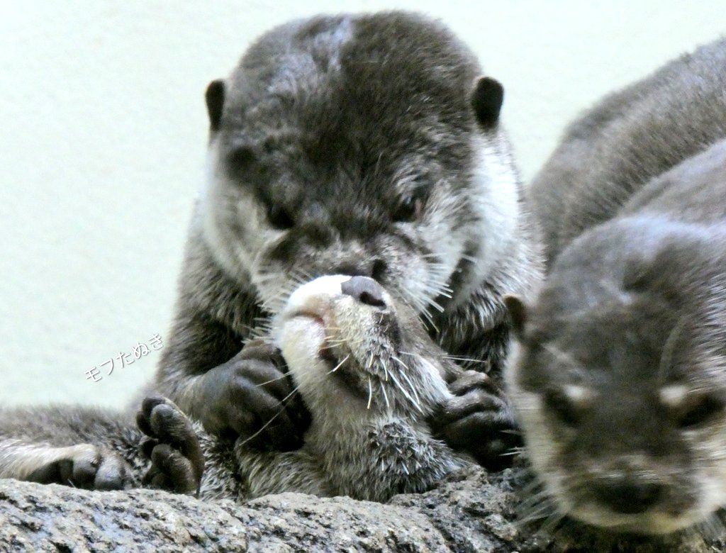 モフたぬき tweet media