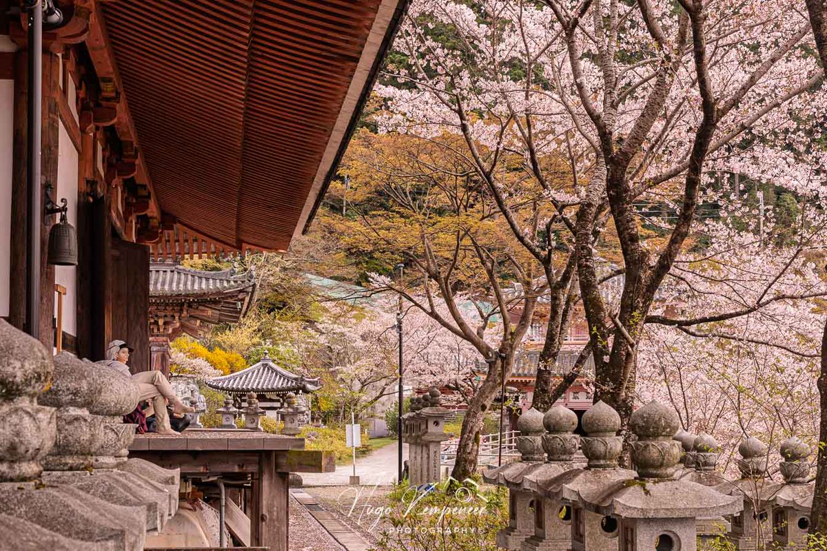 kyotodreamtrips's tweet image. Nara’s Hidden Gem: Tsubosaka-dera during the Sakura season.
#cherryblossom #sakura #花見 #festival #japantravel #tsubosakadera #壷阪寺 #buddhism #tsubosakatemple #壷阪寺 #springinjapan