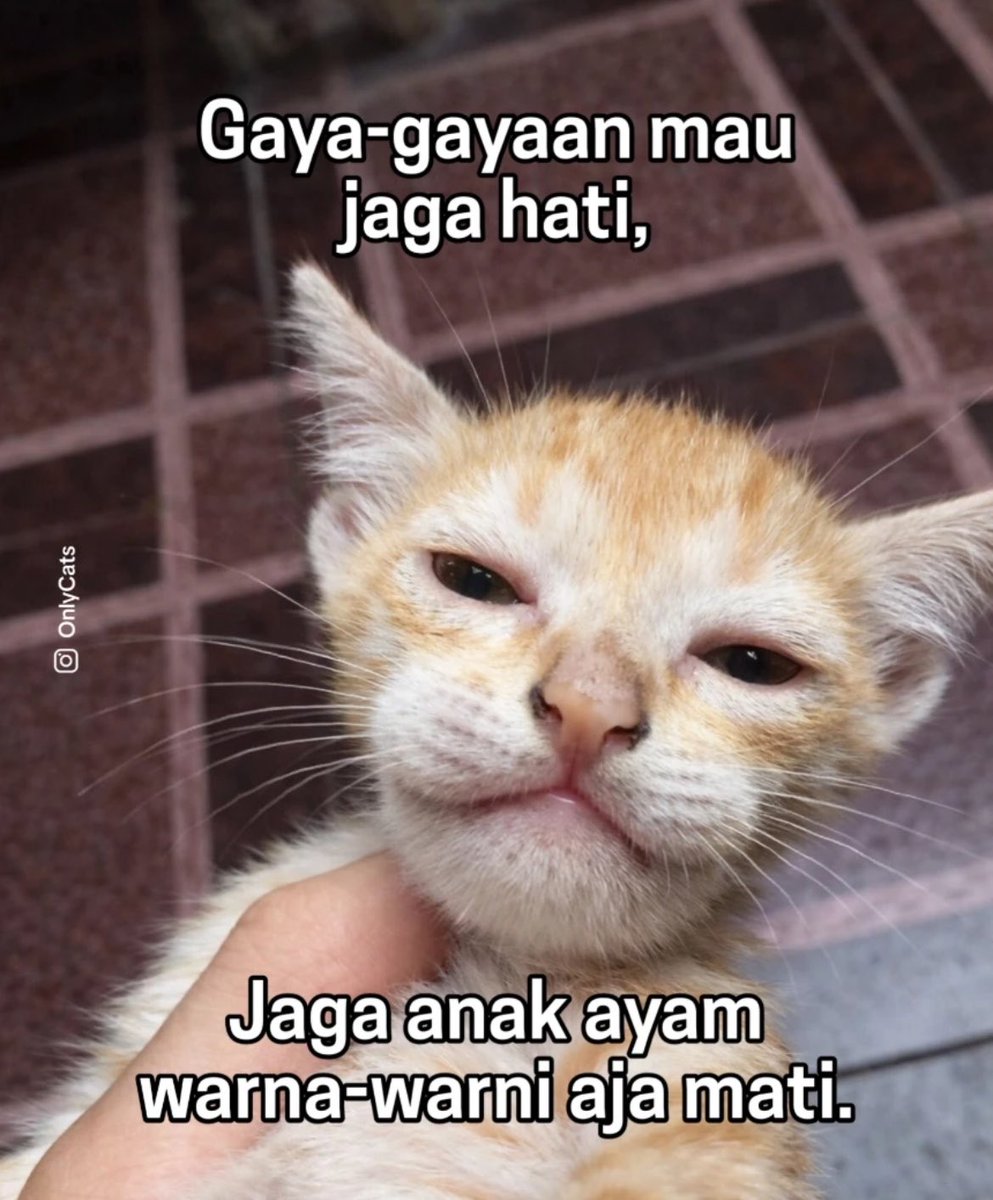 🦋 (@kiyowooou____) on Twitter photo 