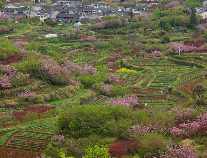 i_yuyao's tweet image. Spring paints the mountains in vibrant hues! 🌸 This picturesque village in Yuyao is surrounded by blooming flowers, creating a stunning mosaic of colors. A perfect escape into nature's spring symphony! 🏞 #Yuyao #SpringBlossoms #NatureLovers