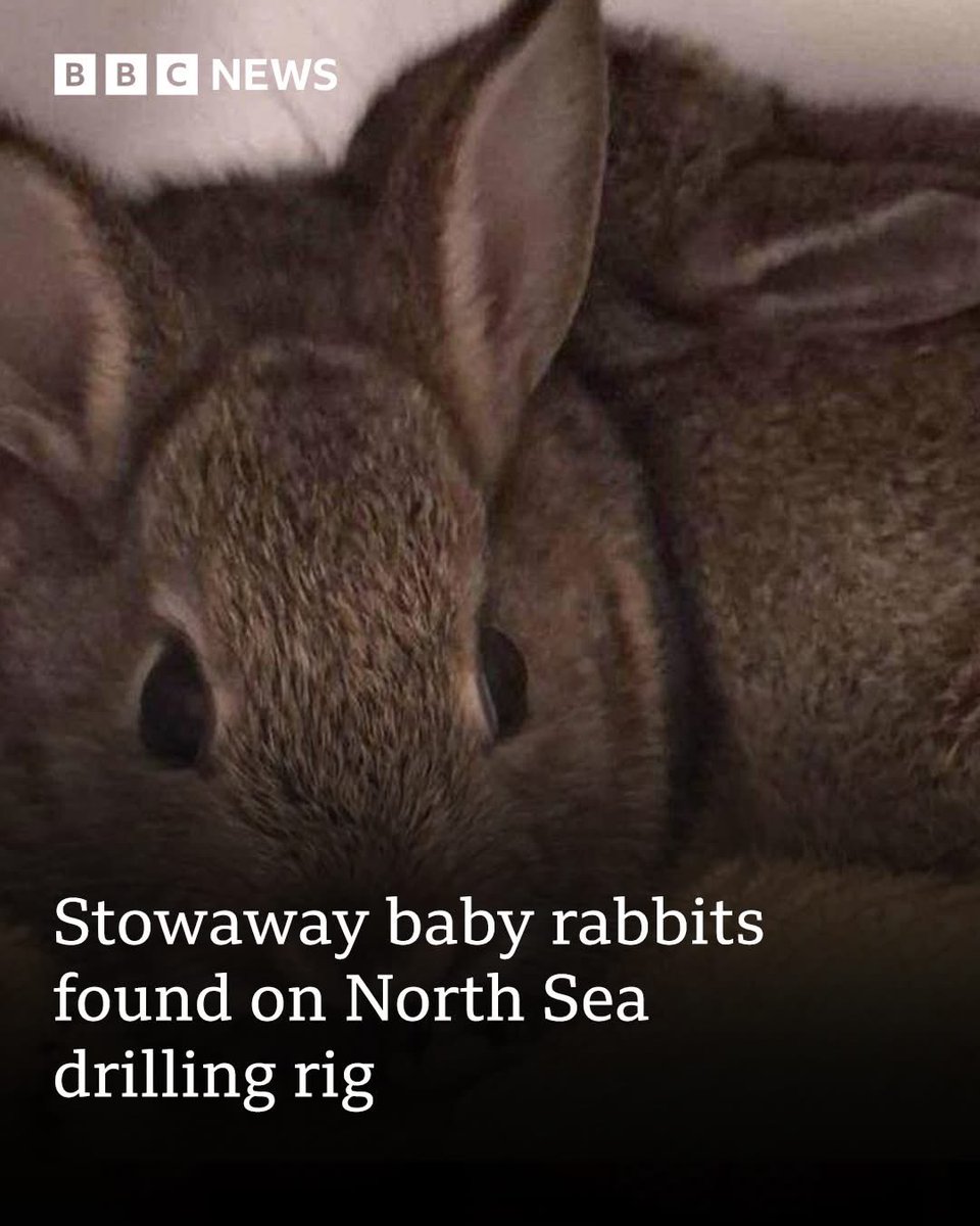 domdyer70's tweet image. Three stowaway baby rabbits have been rescued after being discovered on a drilling rig in the North Sea.
The unexpected visitors were shipped from Aberdeen to the Valaris Norway, about 93 miles (150km) off the coast of Lincolnshire.
It is believed they hopped into a container in