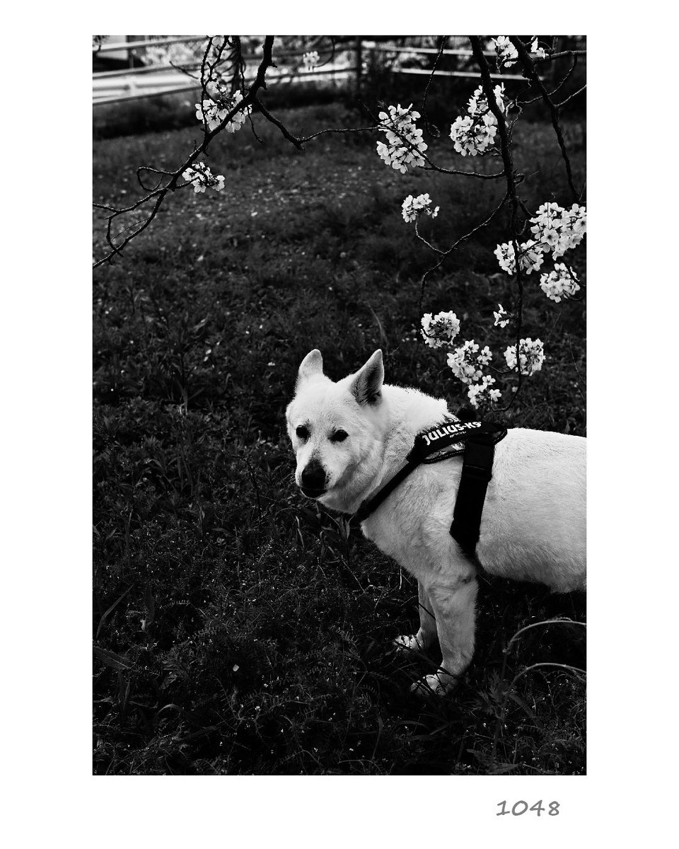 TsJedi's tweet image. お散歩写真
#nikon #d5 #写真