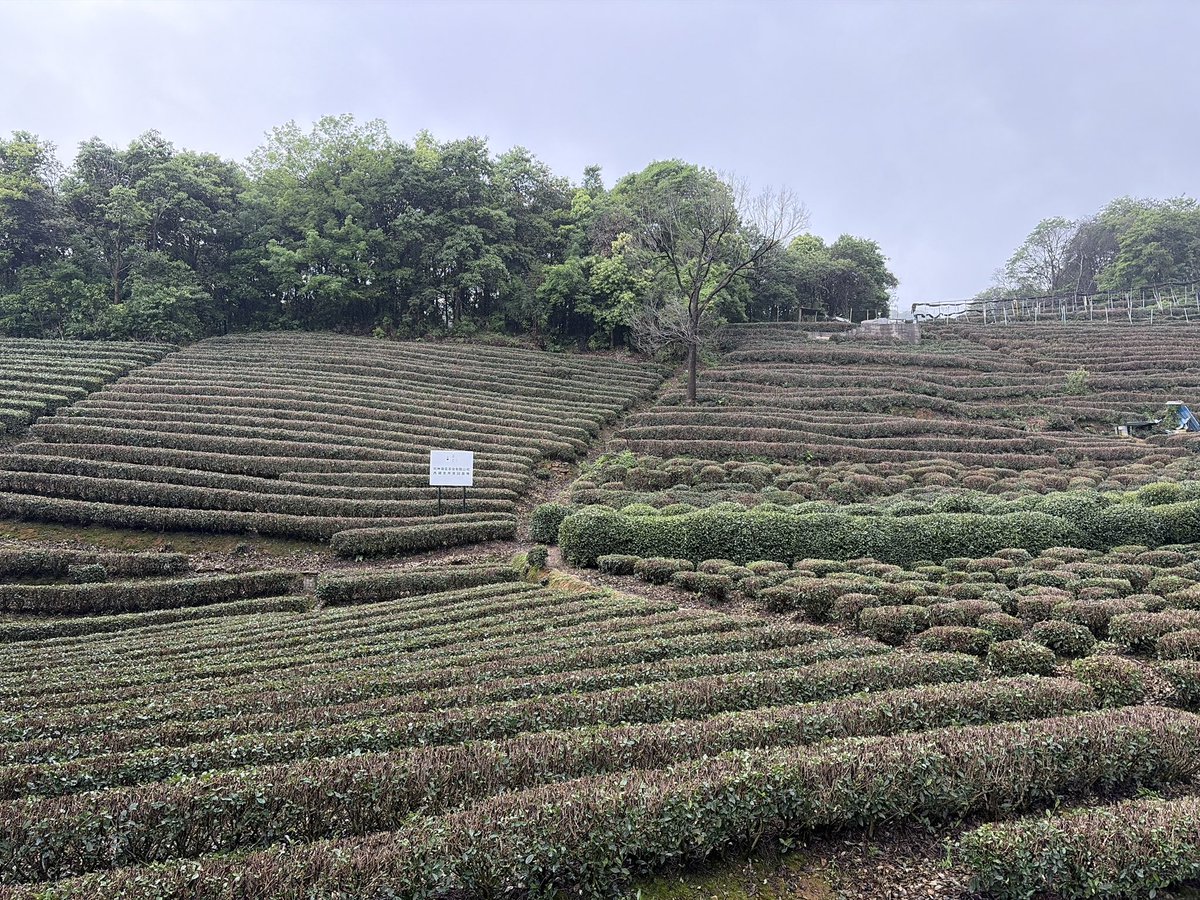 あるきち tweet media