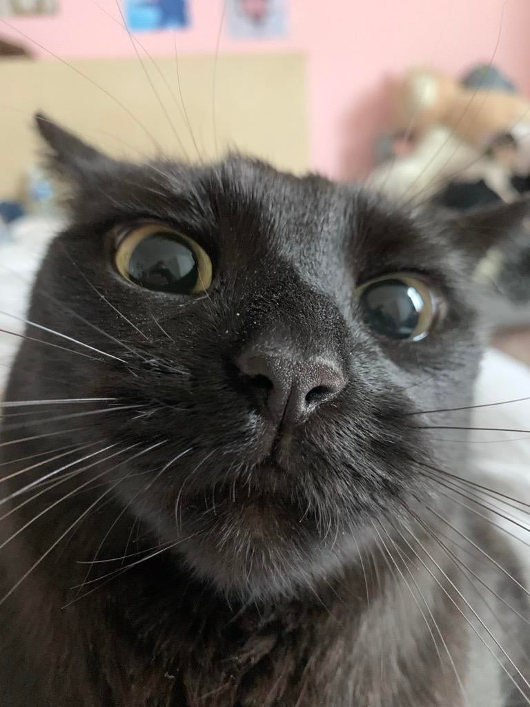 Kediler ve Köpekler tweet media