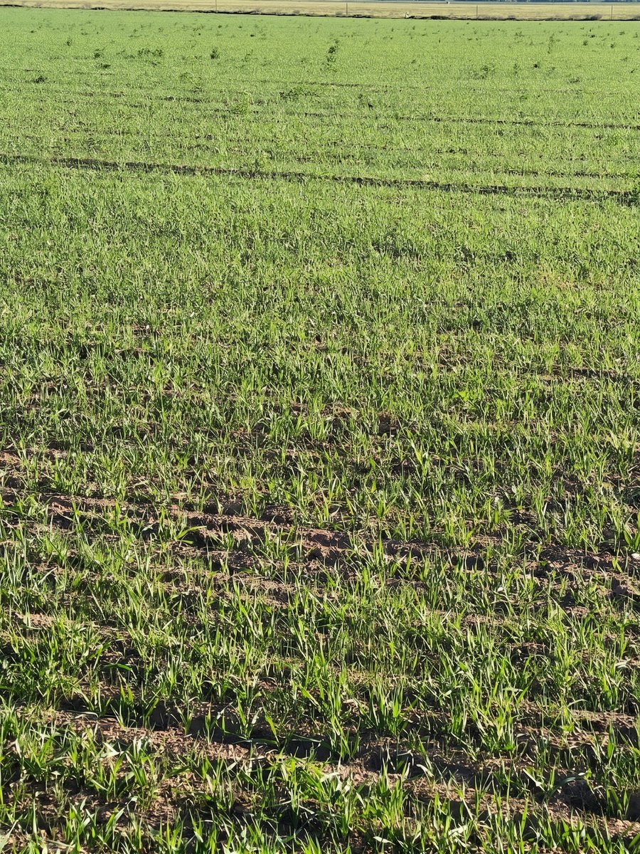 Hybrid-Ag tweet media