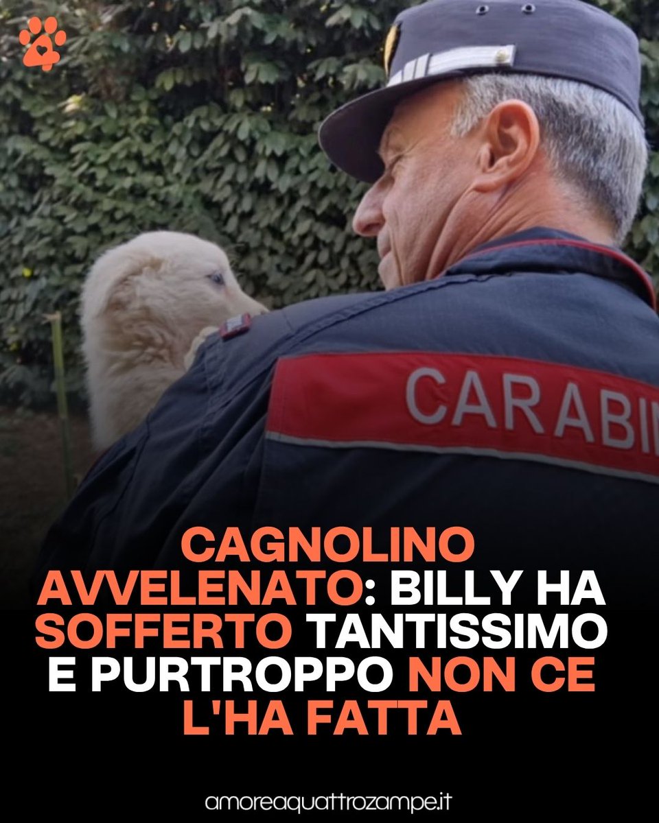 AmoreAQuattro Zampe tweet media