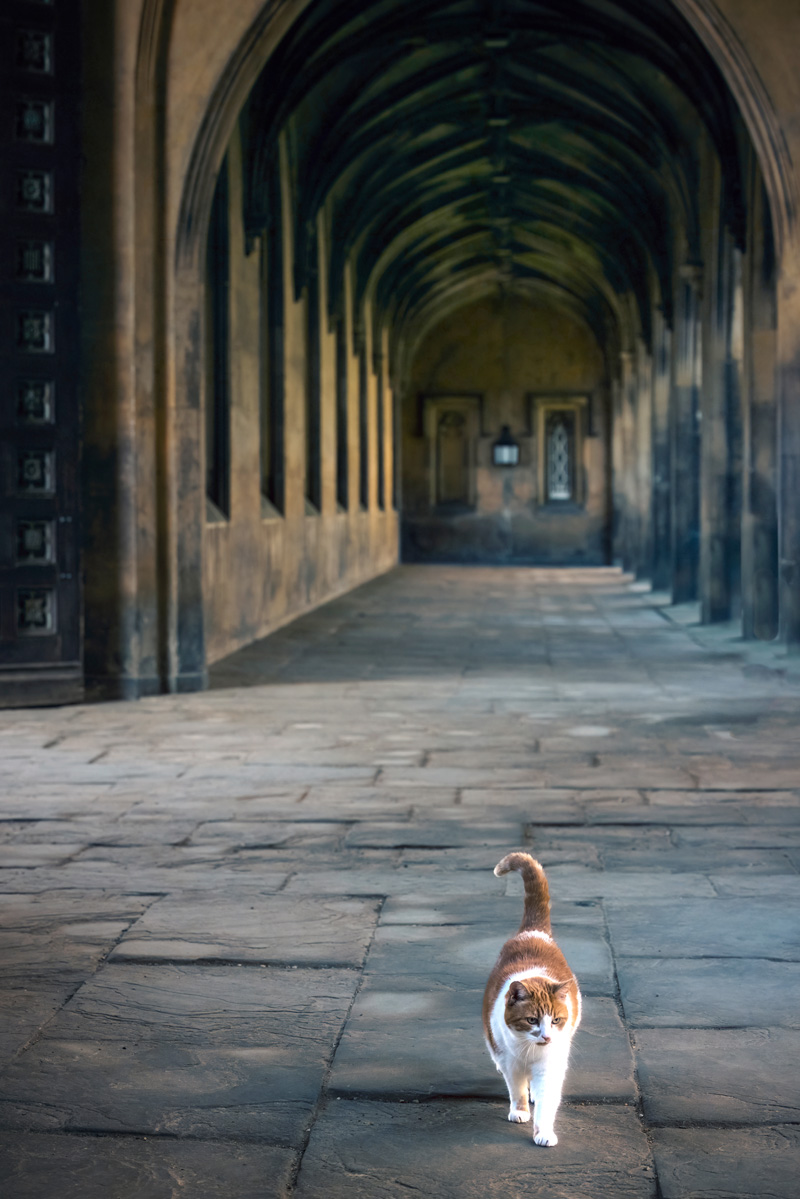 A Cambridge Diary tweet media