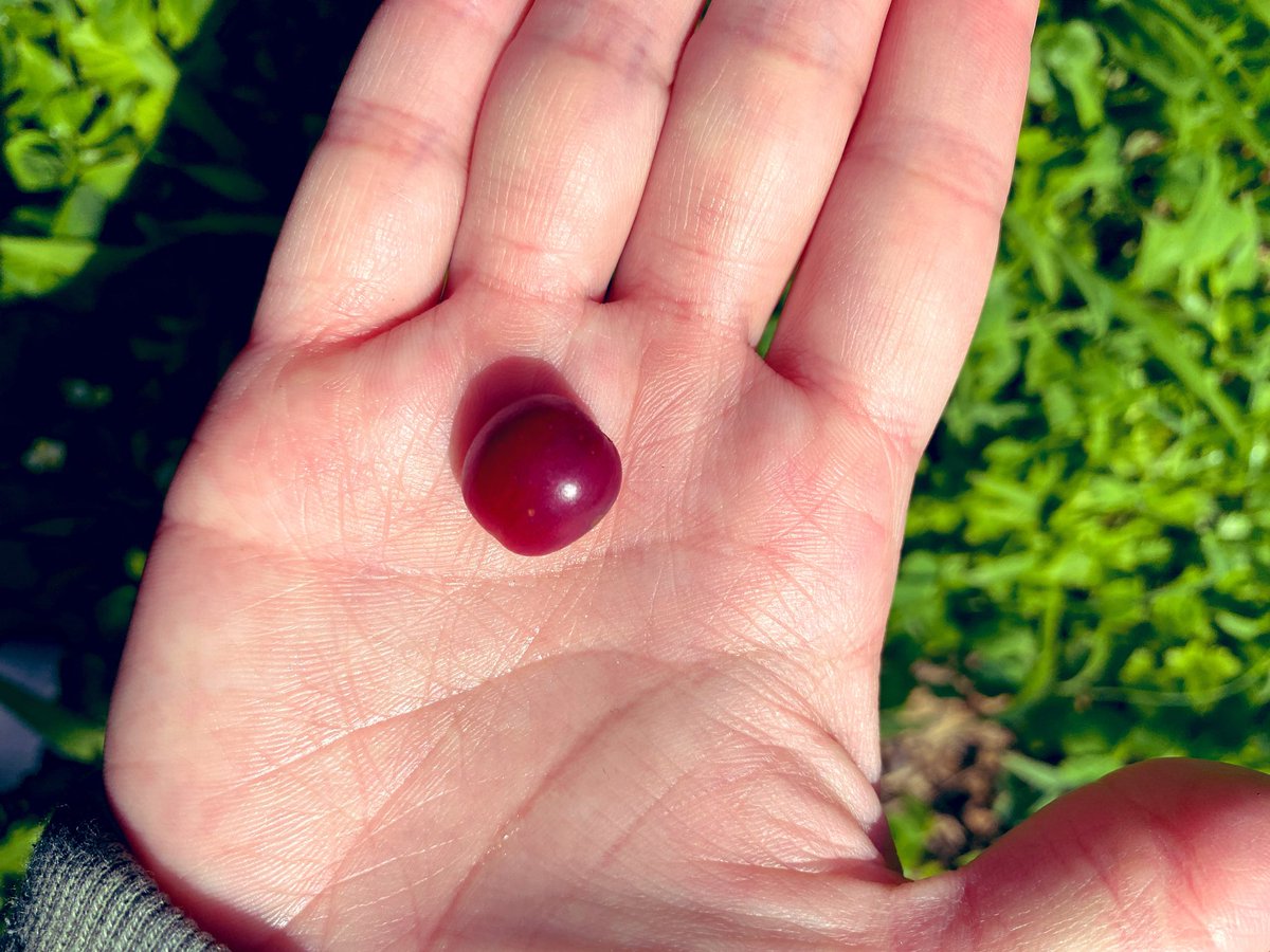 hncoffee87's tweet photo. 【コーヒー農園見学2】
イエローブルボンとレッドブルボン🍒

イエローの方が甘いと聞いていたけど、
レッドも同じくらい甘かった！

シロップの様な甘さはイエローで、果実感があるのはレッドな印象。

コーヒーは果実という事を感じる瞬間！
https://t.co/Rqahtrw93x
#スペシャルティコーヒー https://t.co/1tKwvZGlIm
