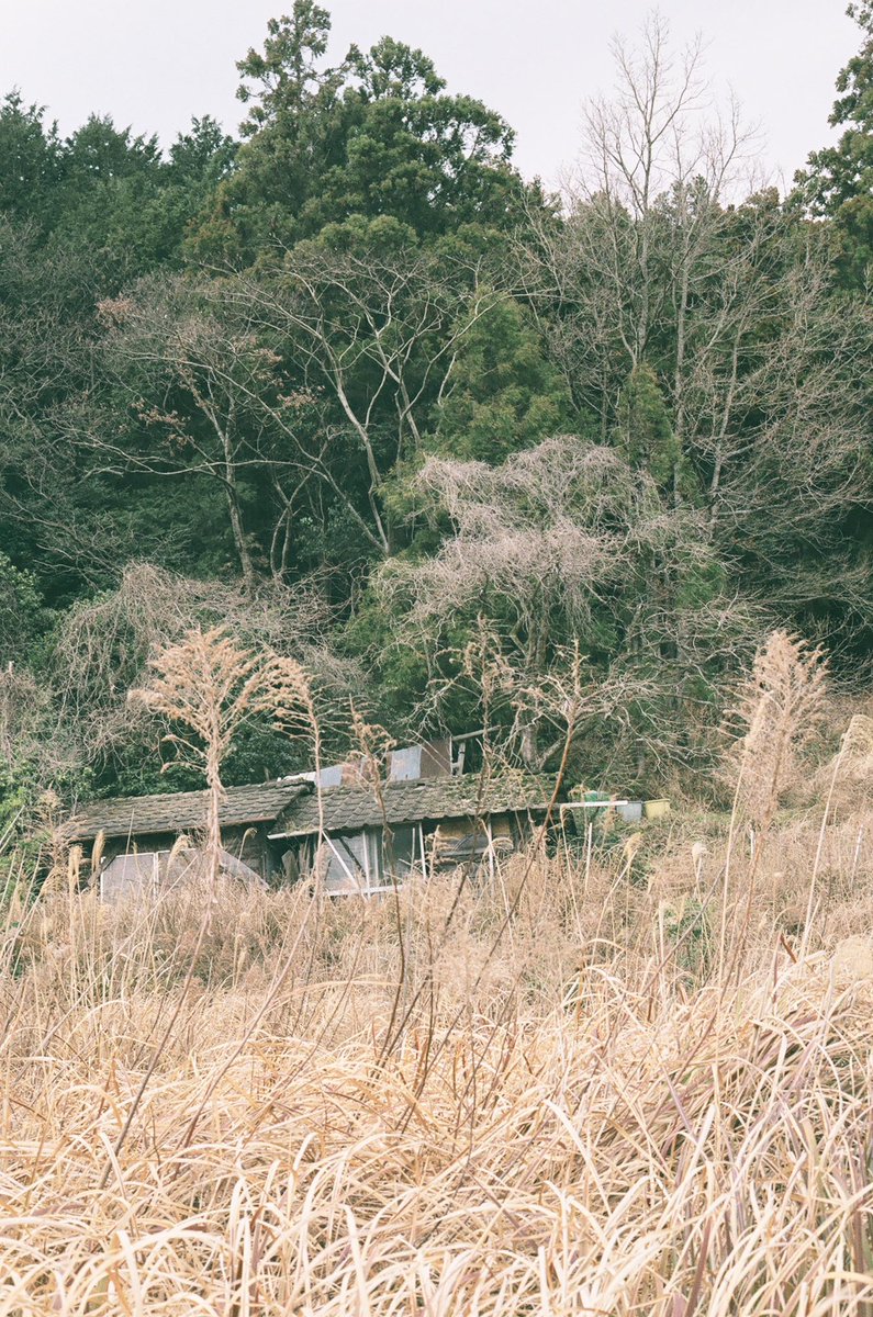 yamsan's tweet image. YAMPHOTO, CONTAX G1と枯れた雑草の向こうの湯本温泉駅にも近い廃小屋
yamphoto.blogspot.com/2026/04/contax…

#フィルム写真
#フィルムカメラ
#filmcamera
#35mm
#filmphotography 
#FUJIFILM
#FJICOLOR
#FJICOLOR100
#contax
#contaxG1
#CarlZeiss
#Biogon28mm28 
#Biogn
#nagatocity
#長門市