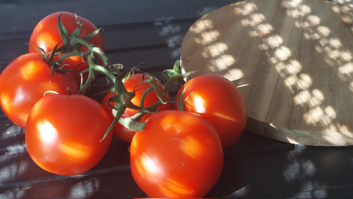 Щирица лисий хвост tweet media