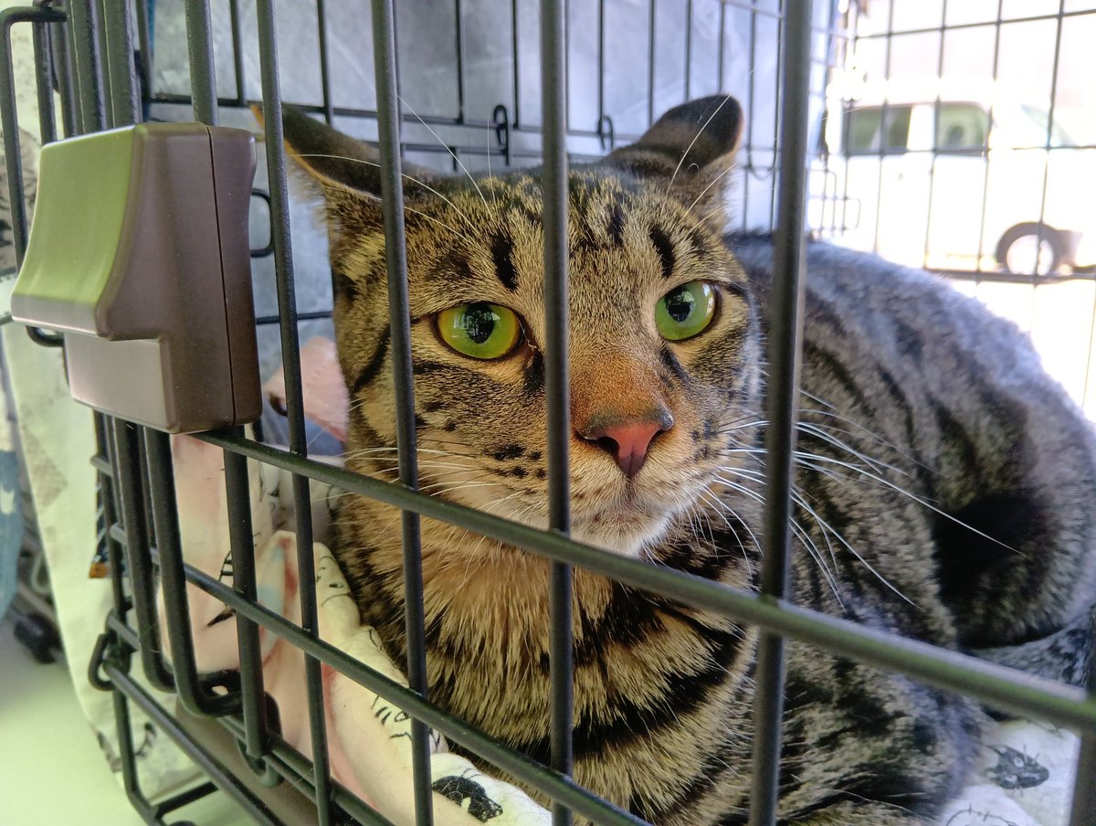 さやま猫の会・里親募集情報 tweet media