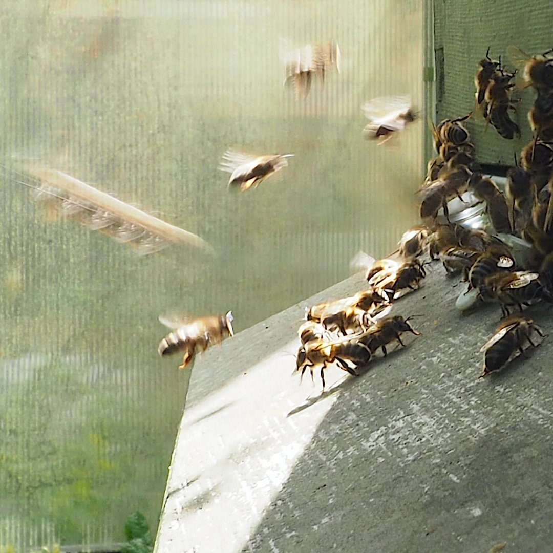 WantageHoney's tweet image. This week, I've been really busy and neglected to post. Likewise with the bees, except they don't use social media.

#wantagehoney #wantage #bees #beekeeping #savethebees #occupiedberkshire