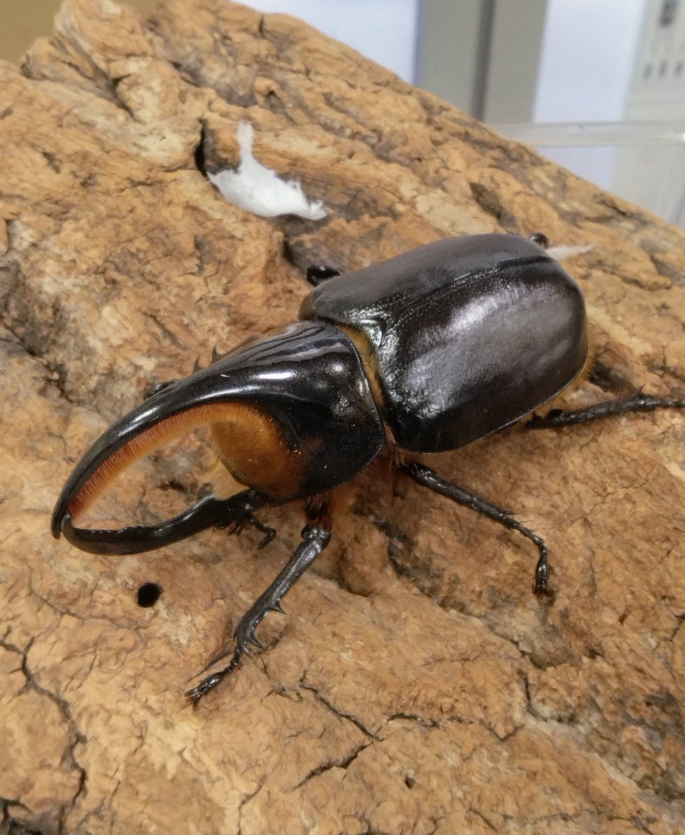 カブトクワガタ専門店 かぶとくわがたの基地 ユウタン tweet media