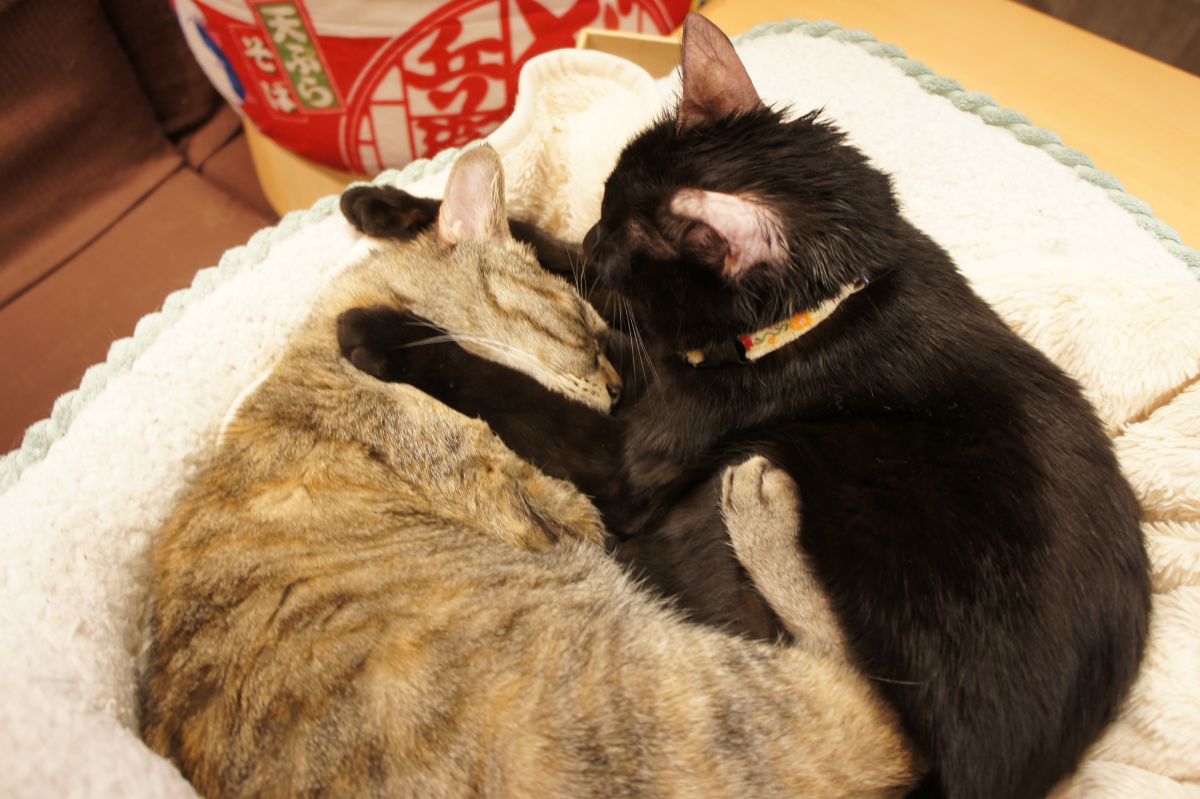 新刊入荷しました！
スキップとローファー　13巻
異世界おじさん　15巻