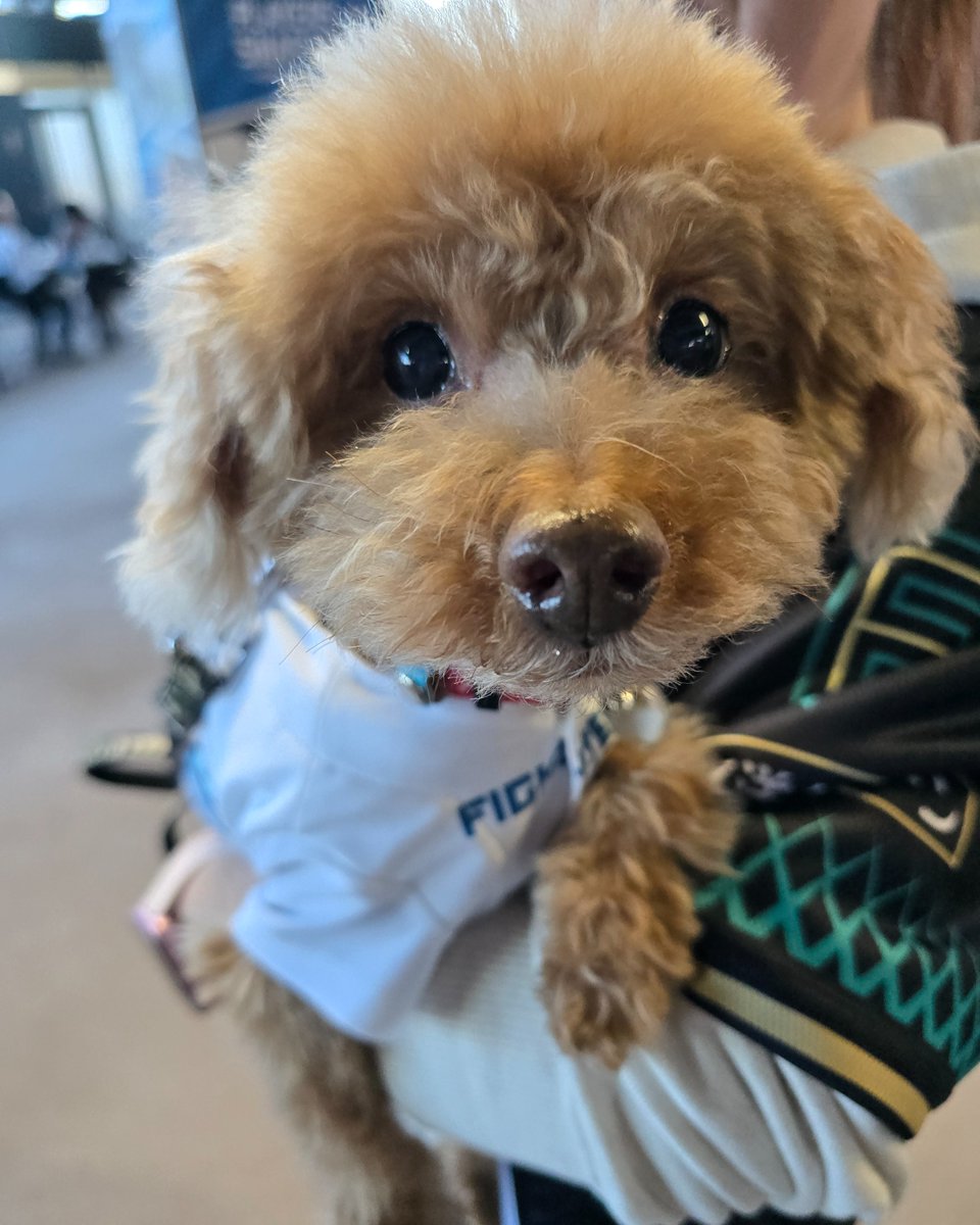 FightersPR's tweet photo. 本日は《ワンだふるフェスティバル2026 Supported by ユニ・チャーム》開催🐶🐾

きょうもたくさんのワンちゃんが来場中💕
かわいい“ワンだふる”な1日をお楽しみください🐕

#lovefighters https://t.co/1tQmhc41Xe