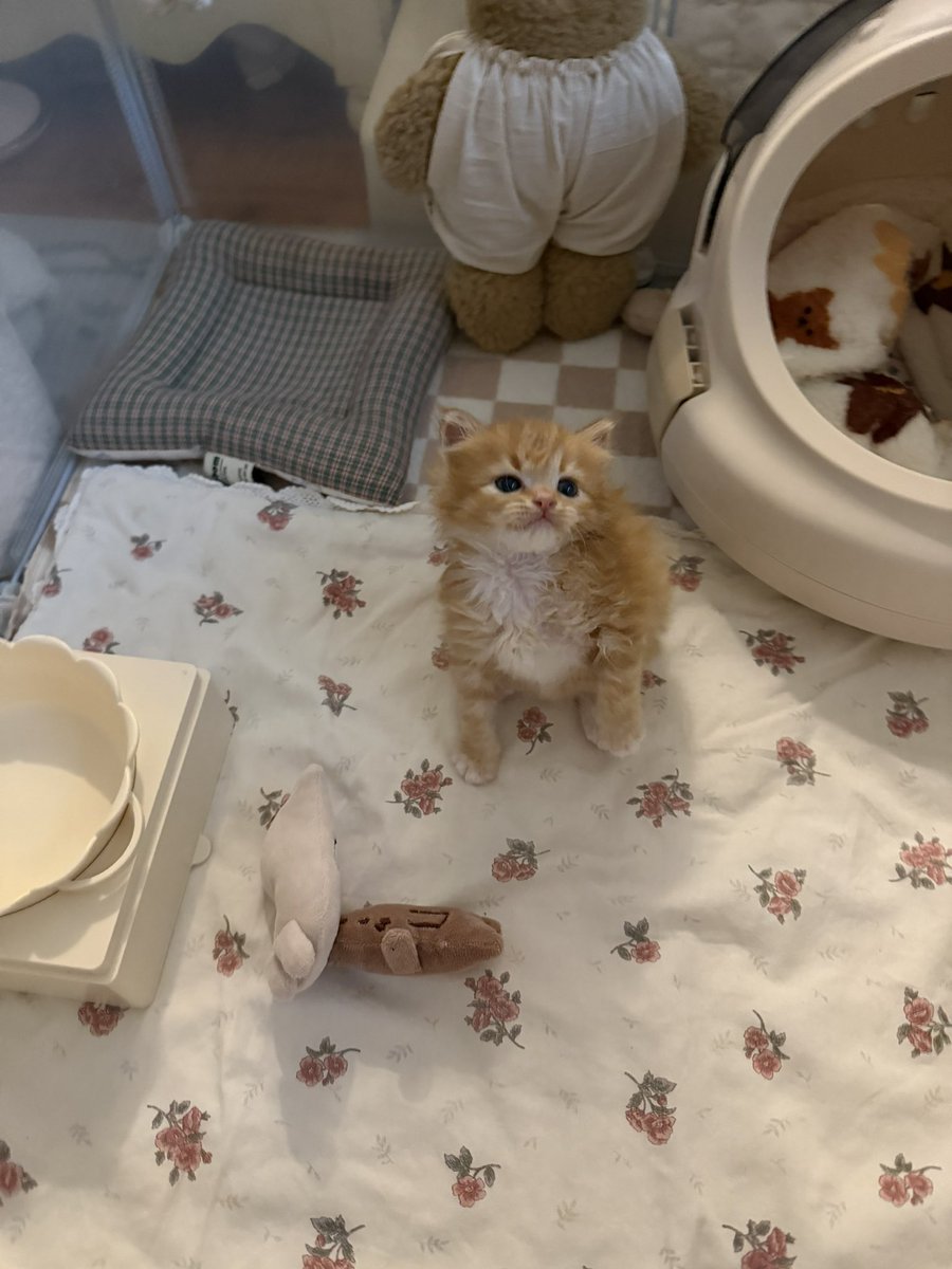 째앙금 tweet media