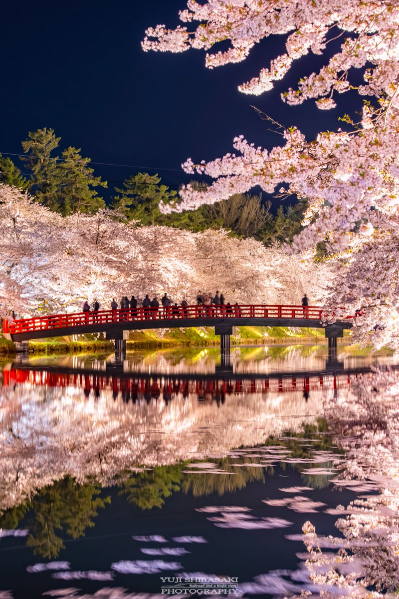 記憶に残る弘前公園の夜桜。