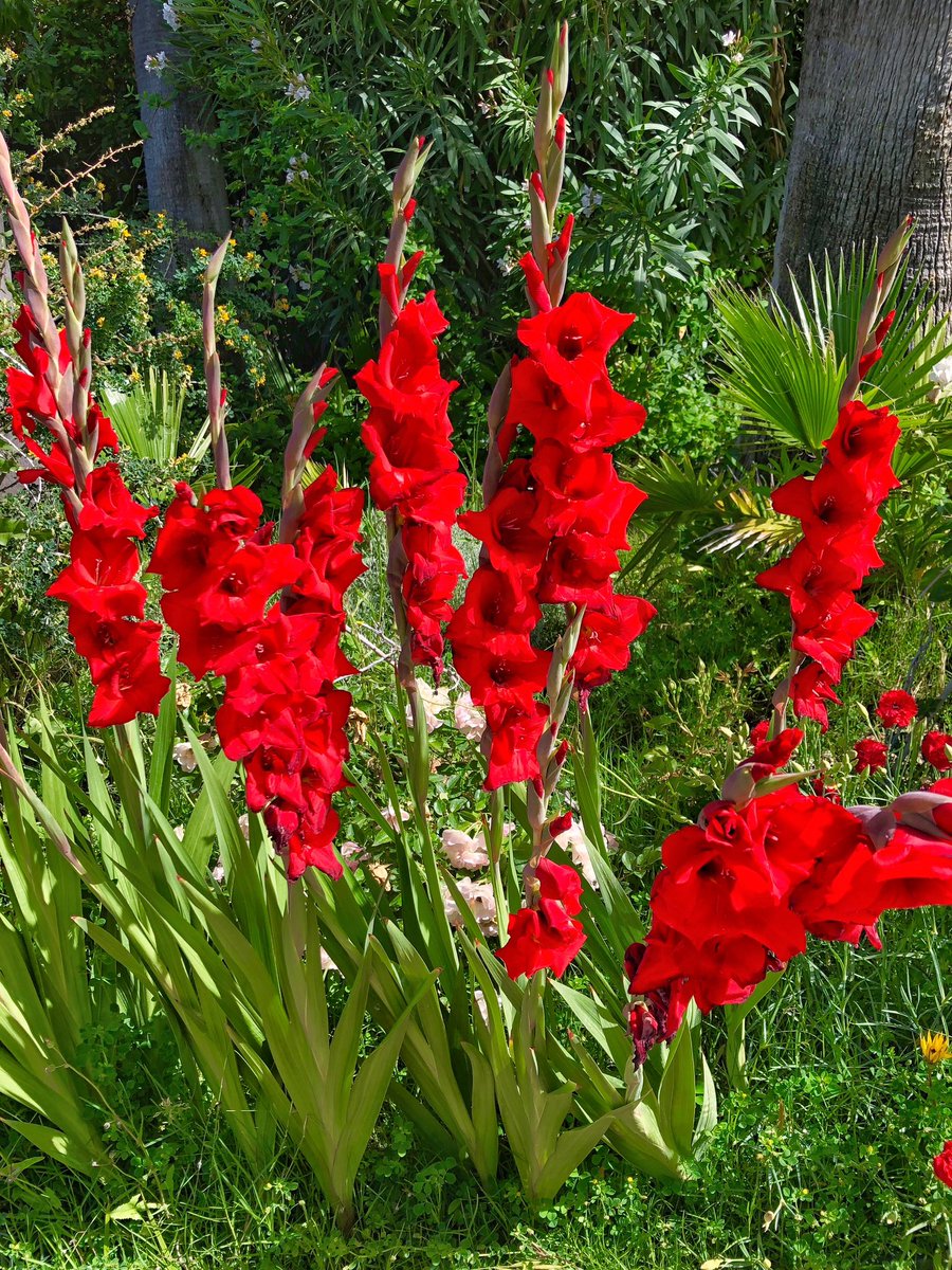 lizzie_hubbard2's tweet image. My fav colour #red