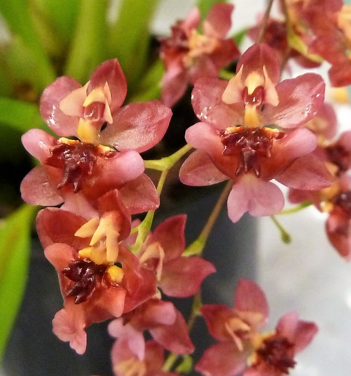 OrchidsWorldCom tweet media