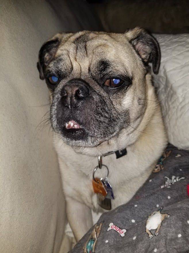 LiamWonderPug's tweet photo. #throwbackthursday #pug #dogsonX #greenout
Me the night I ate the corner of a paper towel that had brown oil on it. https://t.co/L1RWtqiNVu