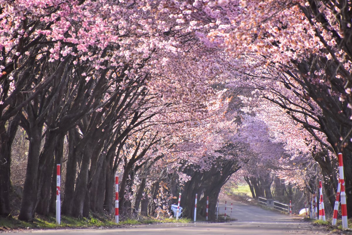 hirosaki_promo's tweet photo. #岩木山 の麓でも桜が見ごろを迎えようとしています。
2026.4.23時点で、#岩木山総合公園 付近の #オオヤマザクラ が満開で、#桜林公園 のソメイヨシノが三分咲きです。写真は岩木山総合公園付近の様子です。
#弘前さくらまつり にお越しの際は、ぜひ岩木山の桜もお楽しみください！ https://t.co/6TAqeBrRme